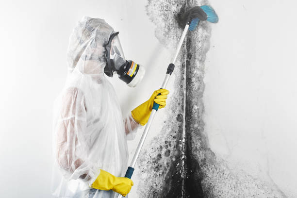 Best Mold Damage Restoration  in Panthersville, GA